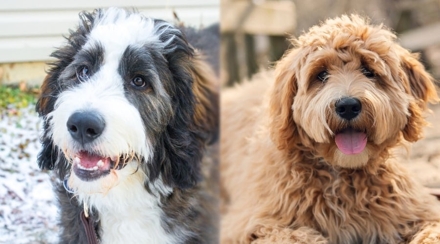 Excited Mixed Breed Dogs