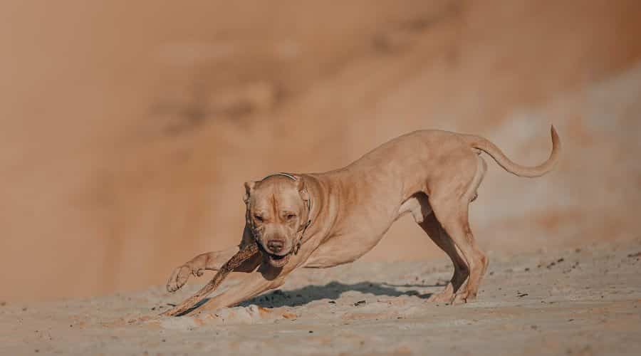Exercise Requirements Pitbull Red Nose