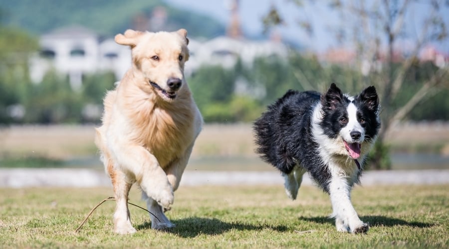 Exercising Golden Retriever and Border Collie
