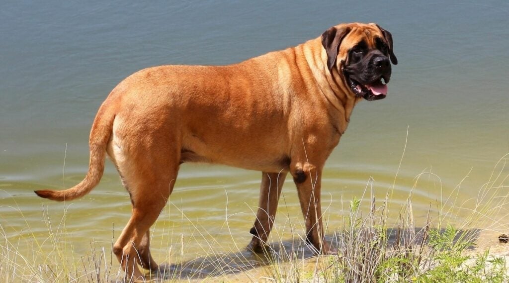 Modern Mastiff lying down with massive build and broad head—descendant of the extinct Molossus breed from ancient Greece.