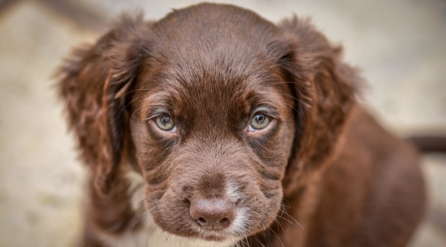 Face of Adorable Brown Puppy