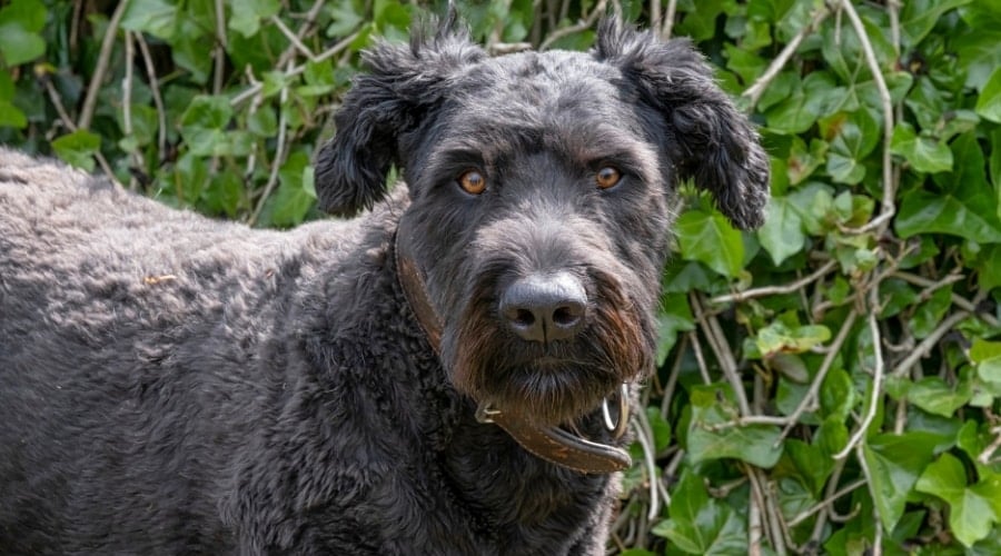 Bouvier des Flandres dog with serious face.