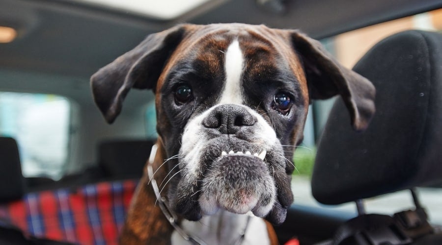 Face of Dog With Underbite