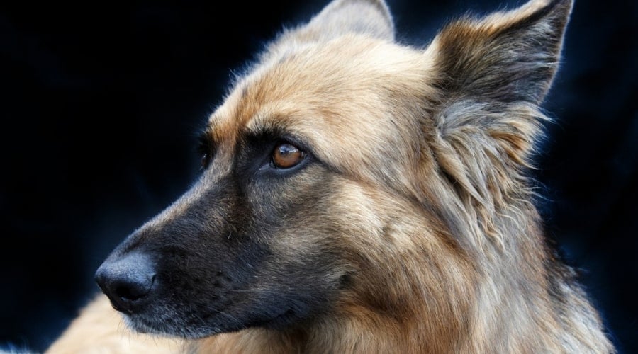 Face of Handsome Dog