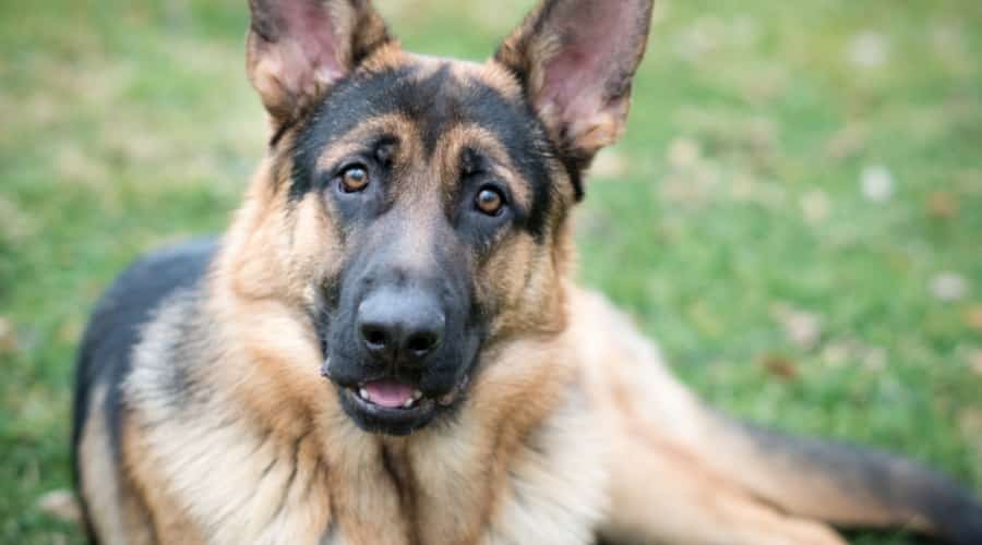 Face of Handsome Tan and Black Dog