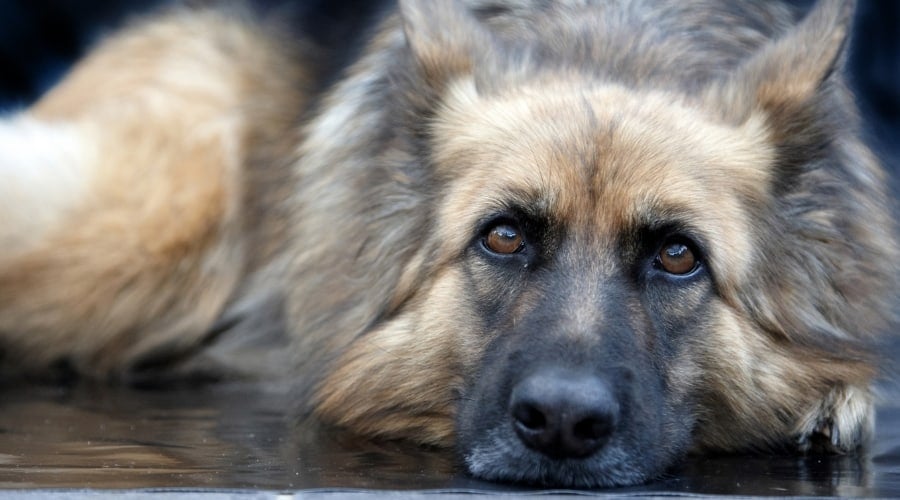 Face of Silver Sable Dog