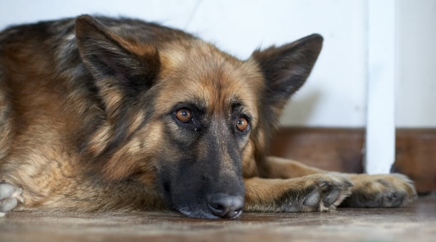 Face of Tan Sable Dog