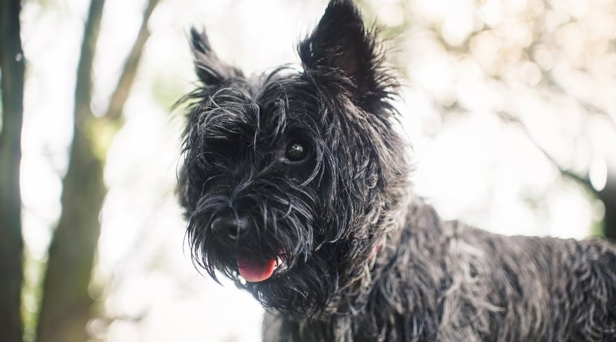 Face of a Black Dog
