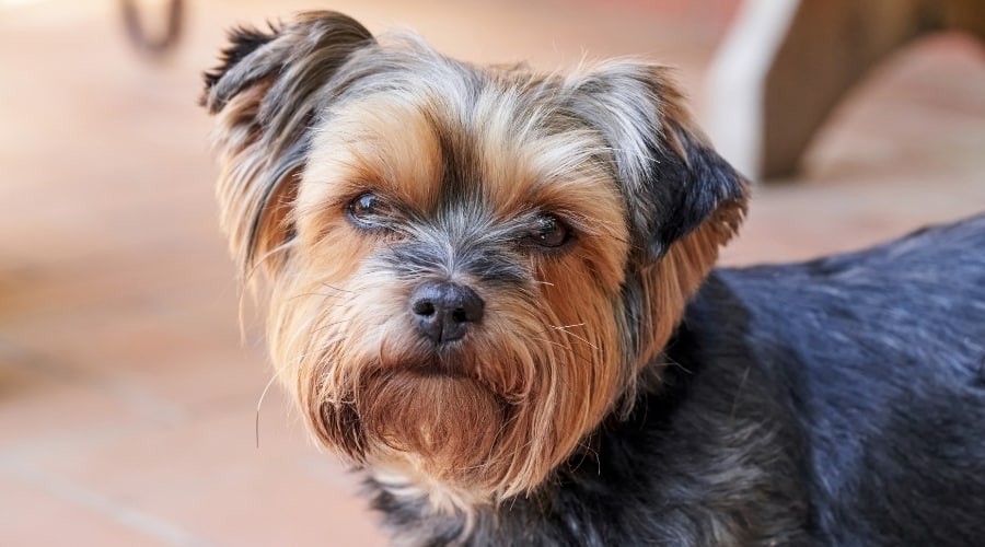 Face of a Small Blue and Tan Yorkie up close