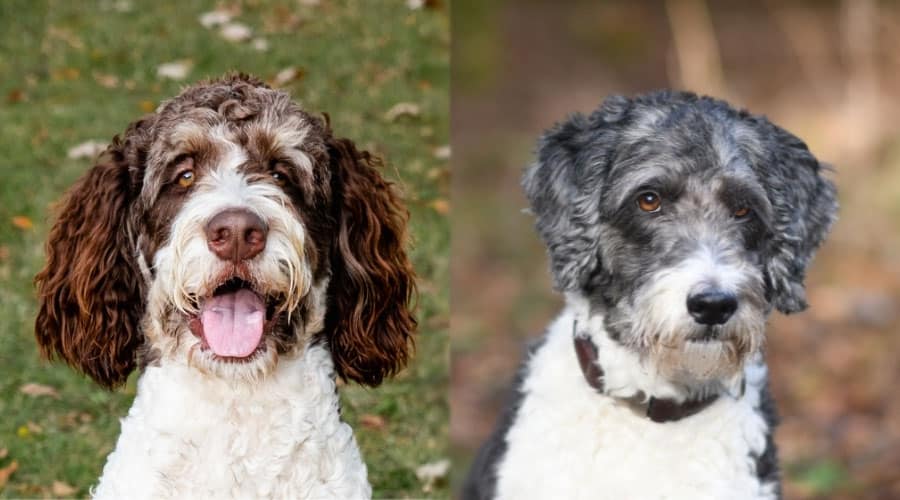 Faces of Handsome Dogs