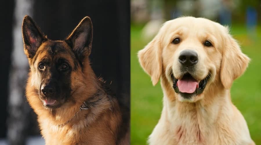 Faces of Happy Dogs
