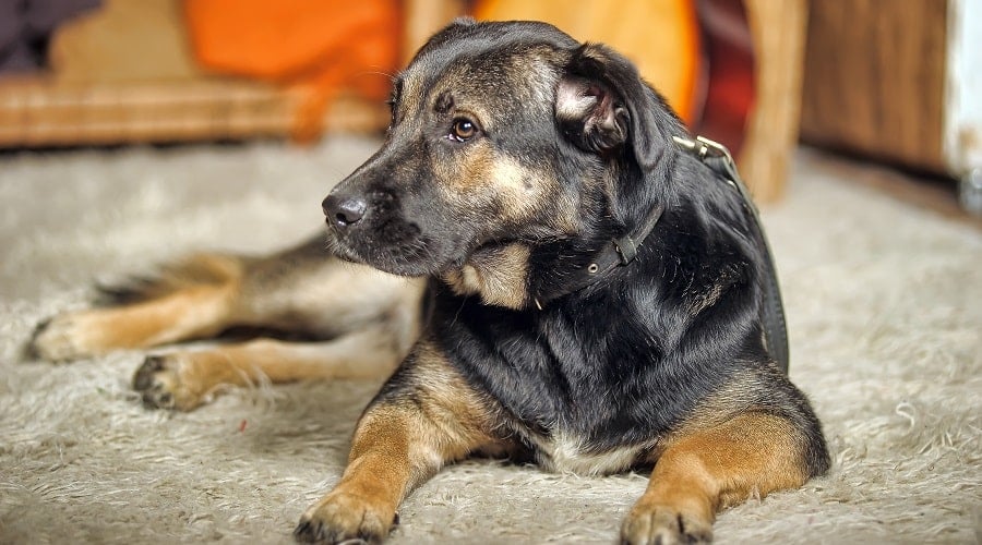 Family German Shepherd Lab mix