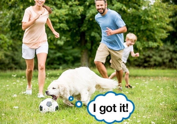 Family of three exercising with dog by kicking around a soccer ball in park