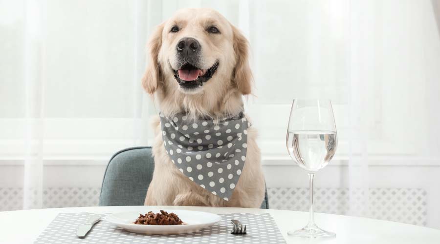Dog eating meal at table with set tablewear.
