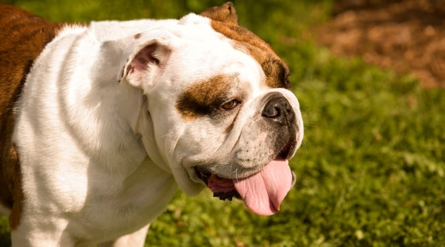 Fat Bulldog Ourdoors