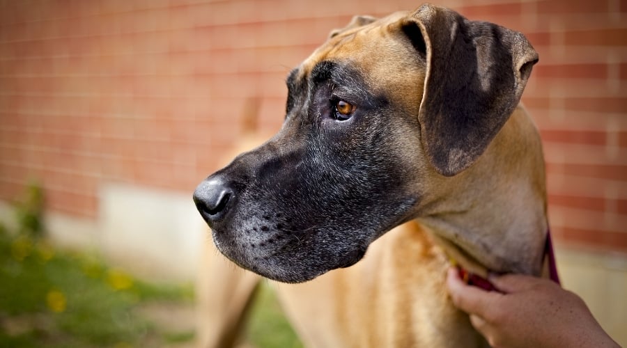 Fawn Colored Dog Outside