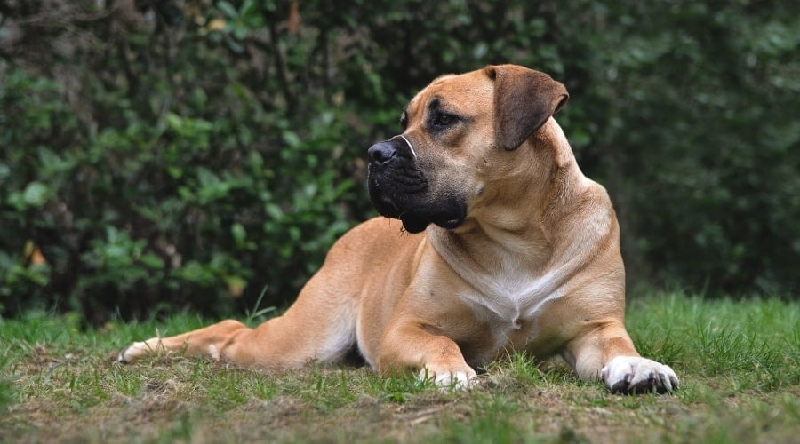 Fawn Dog Lounging Outdoors