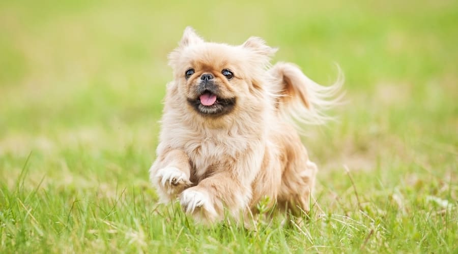 Fawn Dog Running in the Grass