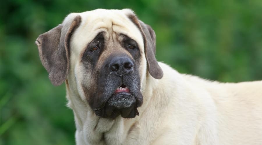 Fawn Dog With Black Mask Standing