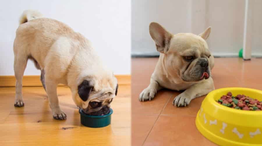 Fawn Dogs Eating