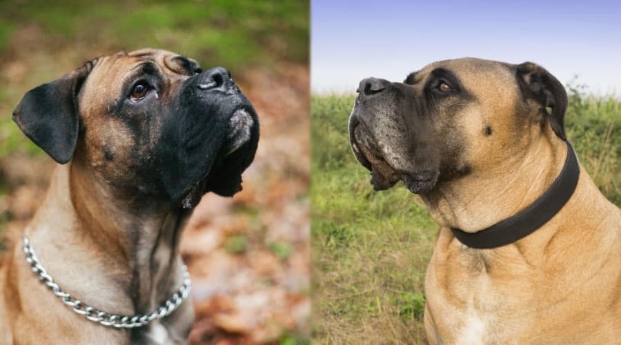 Fawn Dogs Looking Up
