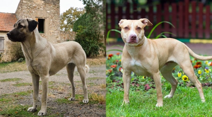 Fawn Dogs Standing Outdoors