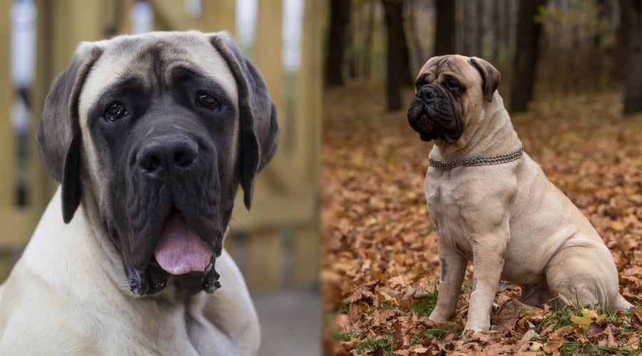 Fawn English Mastiff and Bullmastiff Outdoors in Woods