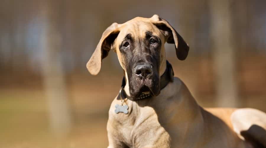 Fawn Great Dane Puppy