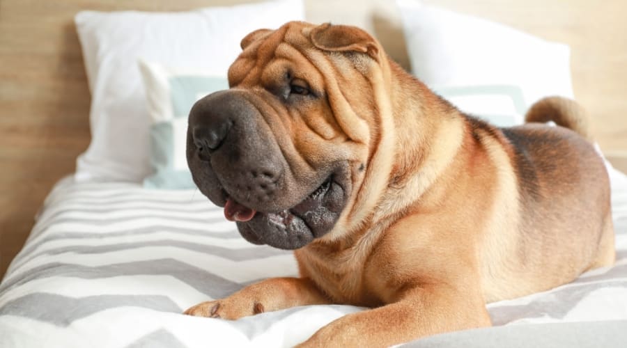 Fawn Wrinkly Dog on a Bed