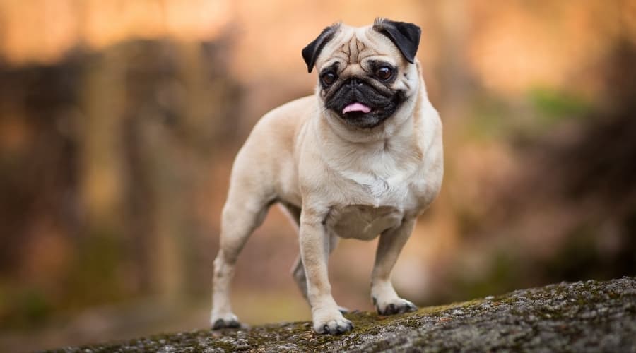 Fawn and Black Pug Standing on a Log