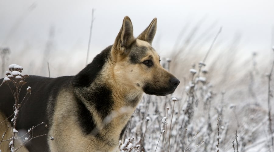 Fawn and Black Dog in Snow