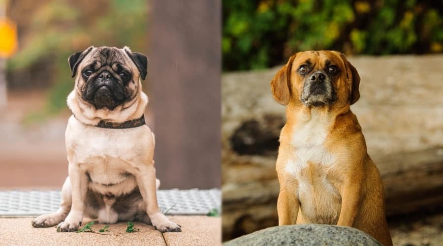Fawn and Tan Dogs Sitting and Looking at the Camera
