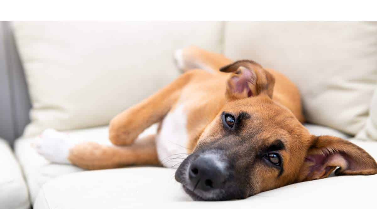 A cute Black Mouth Cur dog standing on the middle of a grass-covered field on a warm and sunny day