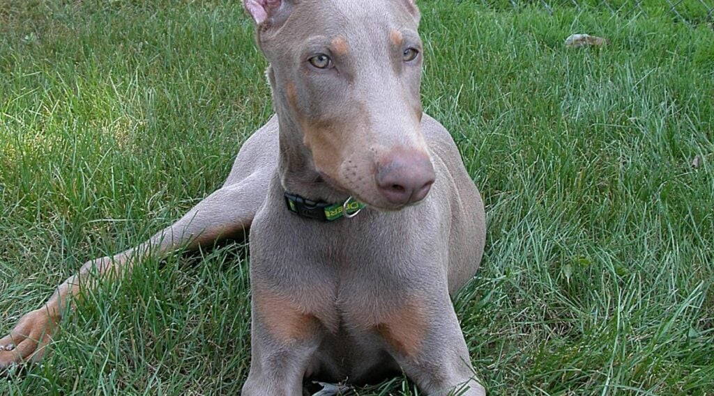 Fawn and rust Doberman Color sitting in the grass