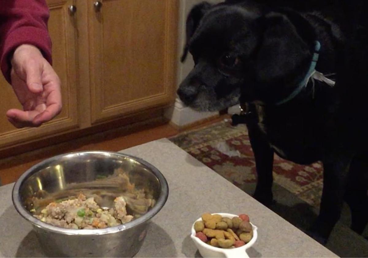 Feeding dog Nom Nom fresh and kibble food on the kitchen counter.