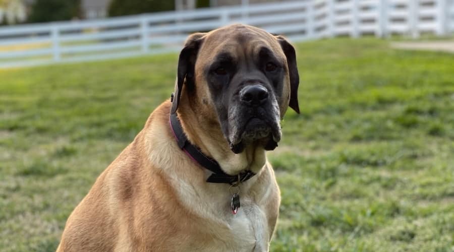 Female American Mastiff