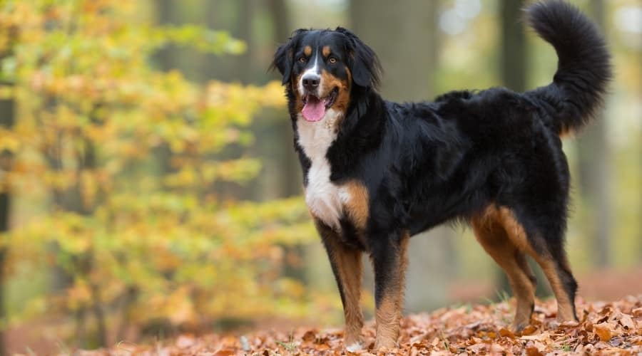 Female Berner Outside in Fall