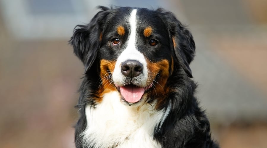 Female Bernese Mountain Dog Outdoors