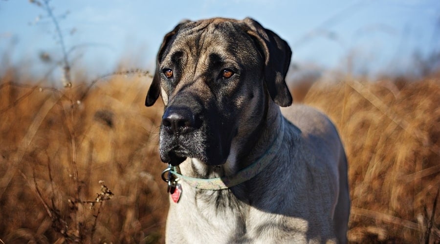 Female English Mastiff Outdoors
