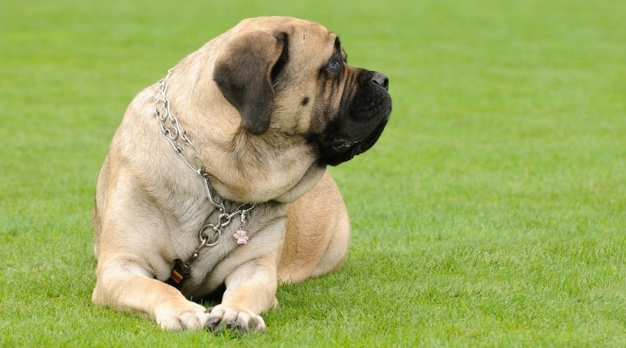 Female English Mastiff Outside
