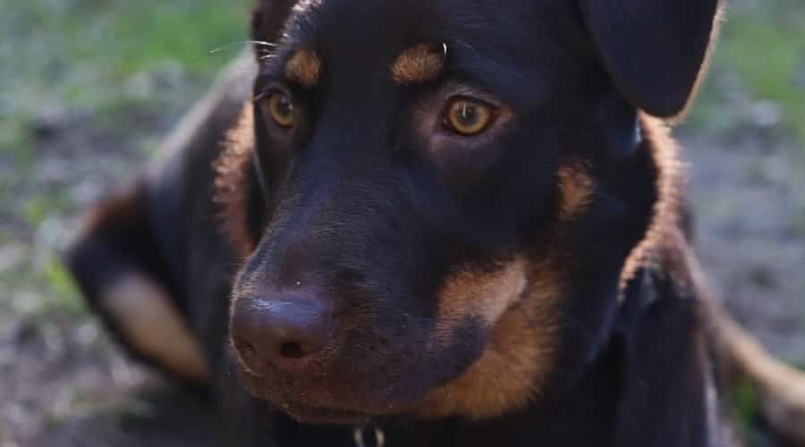 Female Rottweiler Lab mix laying down
