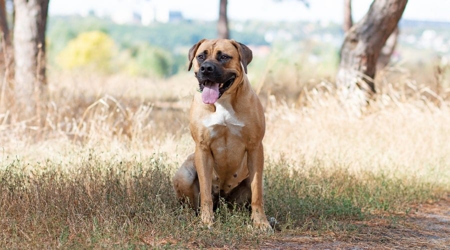 Dog sitting outside in field.