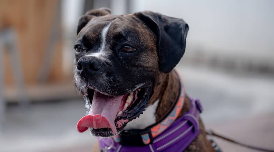 Female boxer wearing a dog harness