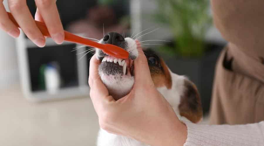 Female brushing dog's teeth