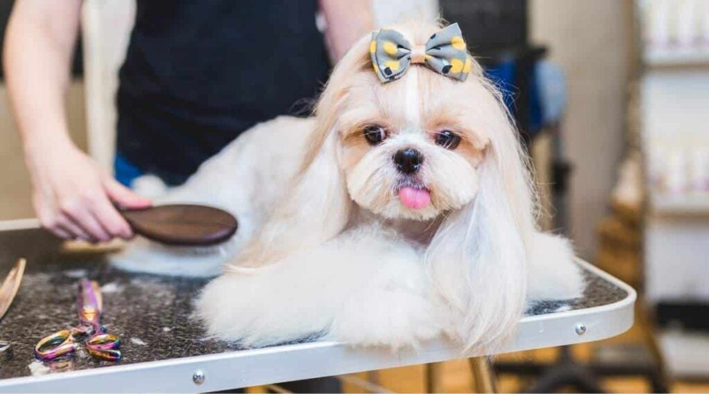 Female groomer brushing Shih Tzu at grooming salon.
