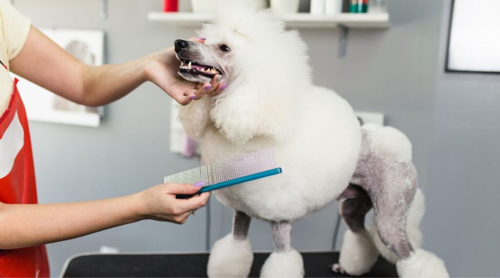 Best Brushes For Poodles Canine Journal