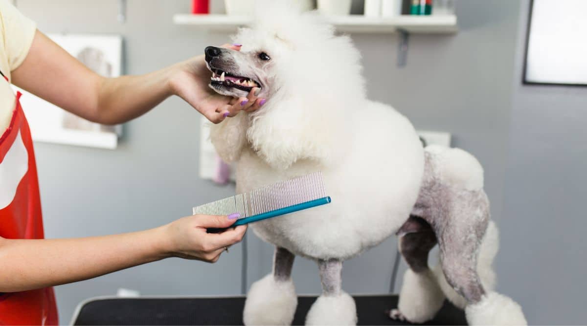 Female groomer brushing miniature white poodle at grooming salon