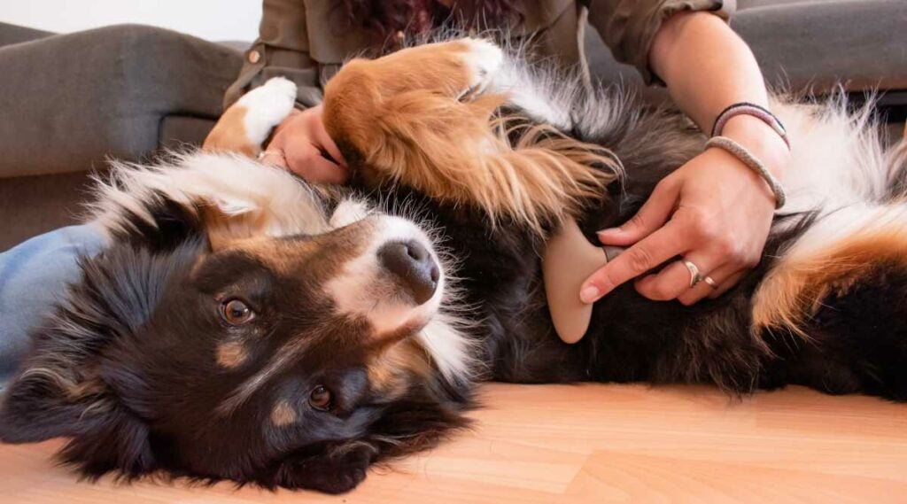 Female with Australian Shepherd on the floor on its back being combed by its owner sitting on the ground