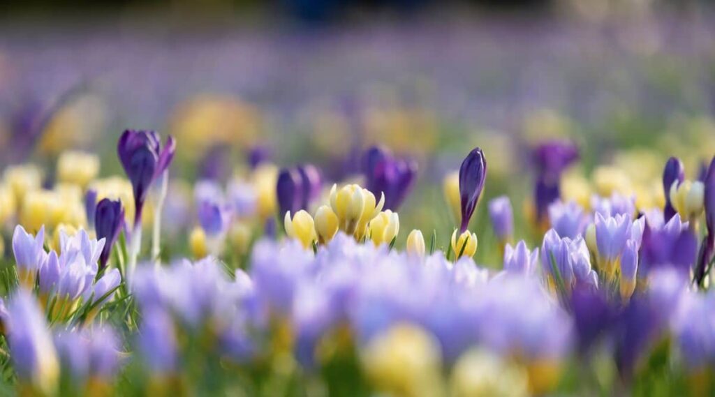 Field of Crocuses