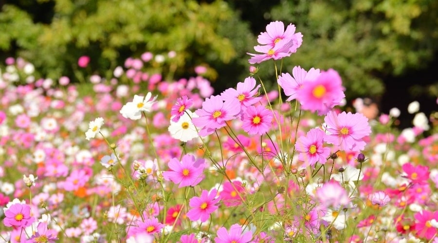 Field of Pink Flowers